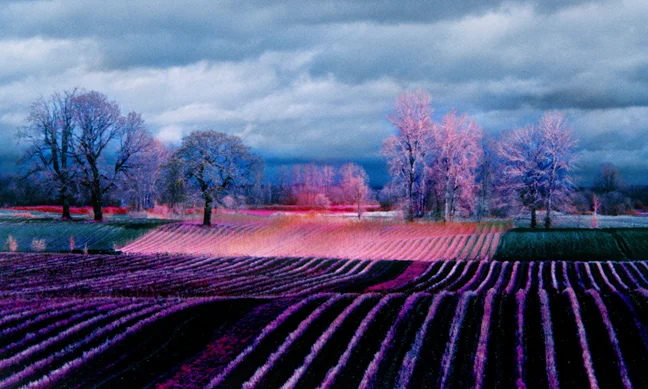 Sauvie Island, Orgon