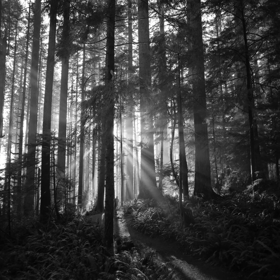 clearing fog, silver falls, oregon