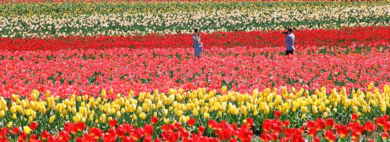 tulips3ab.jpg