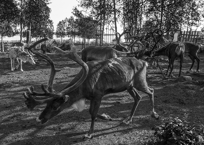Reindeer, Jukkasjärvi, Sweden