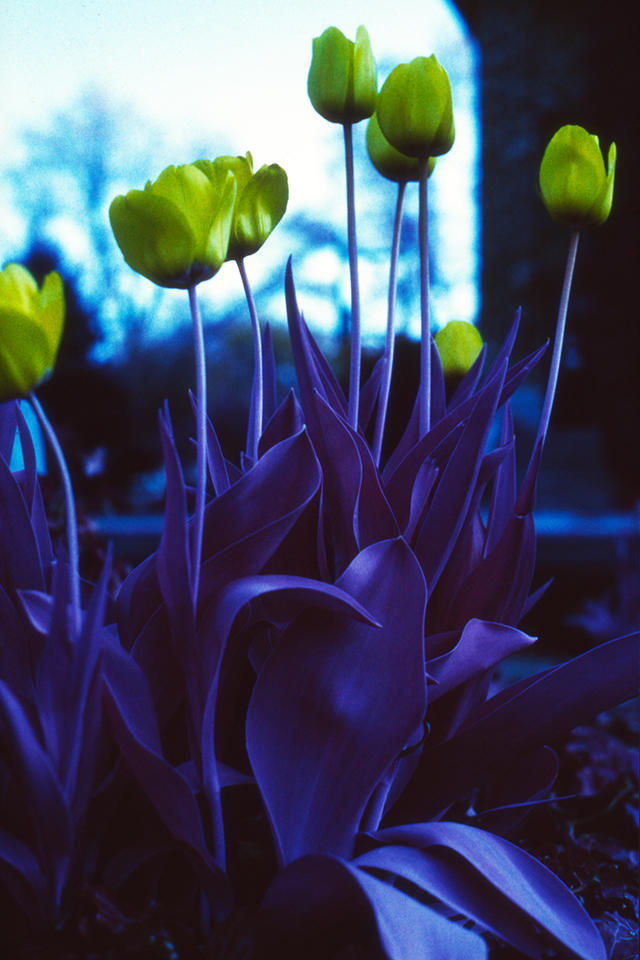 Tulips