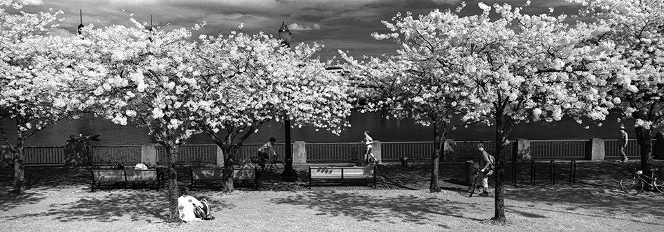 Waterfront Park, Portland, Oregon