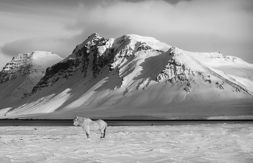 White Icelandic Pony