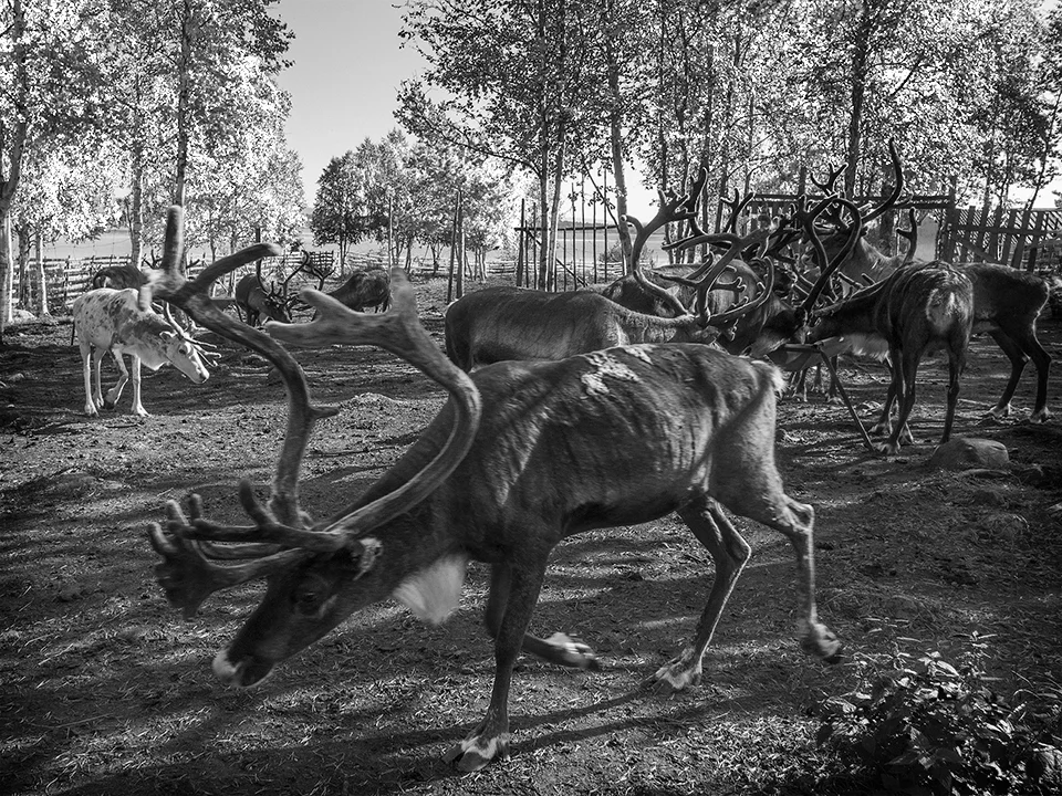 Reindeer, JukkasJärvi, Sweden