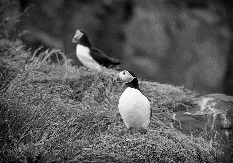 Atlantic Puffins, Iceland