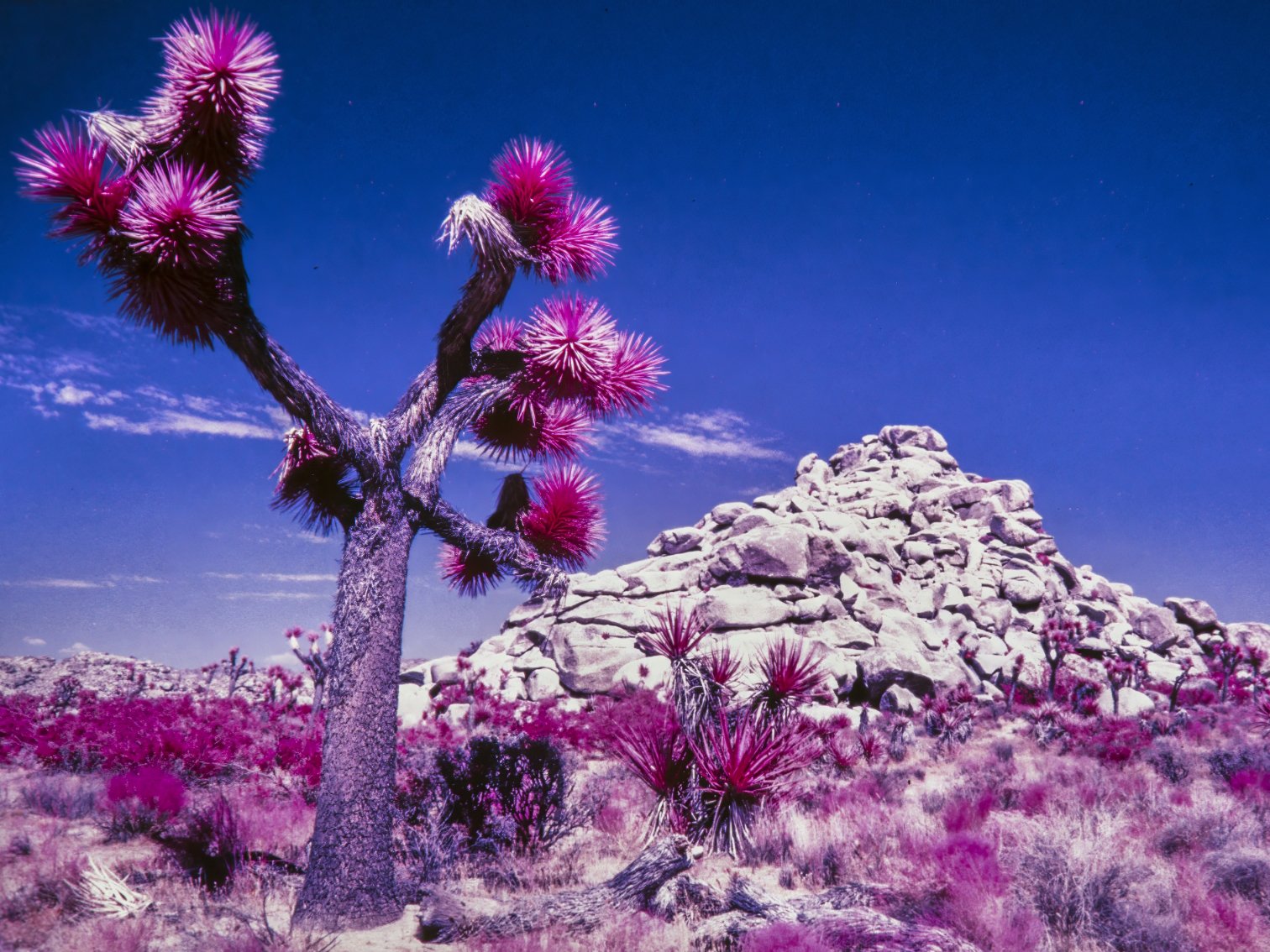 Joshua Tree National Park, California