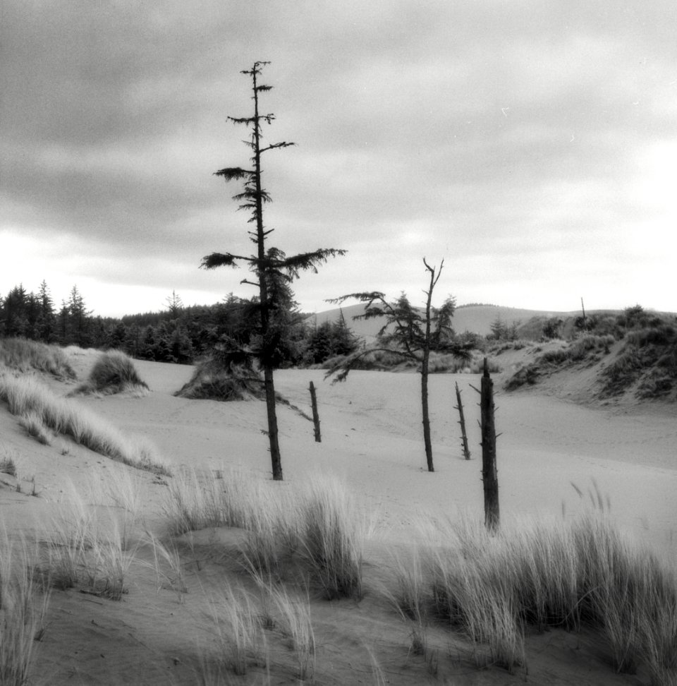 Oregon Dunes