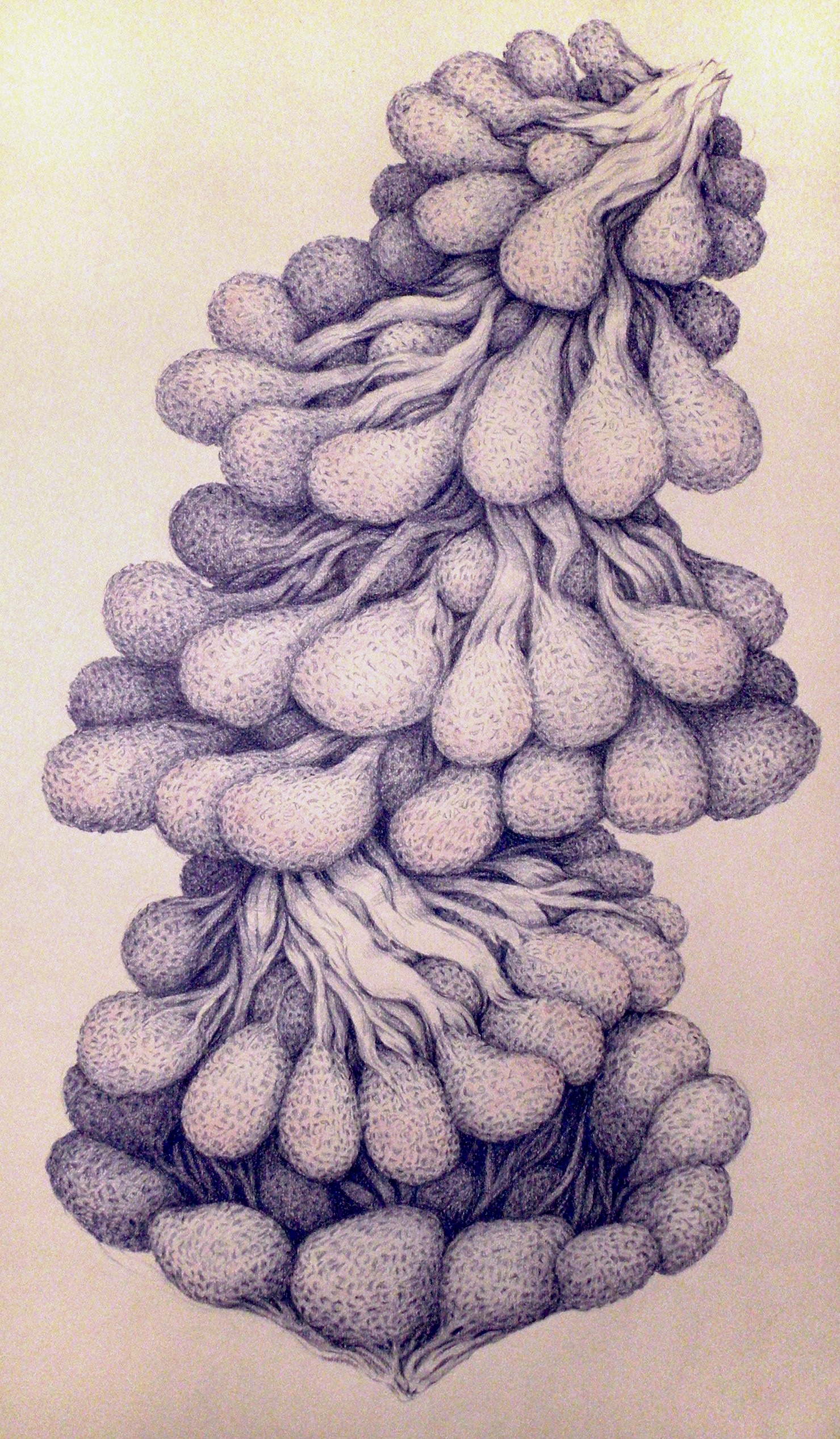 Anatomical Manipulation #2 (Broodles), 2017 Colored Pencil on Paper SOLD
