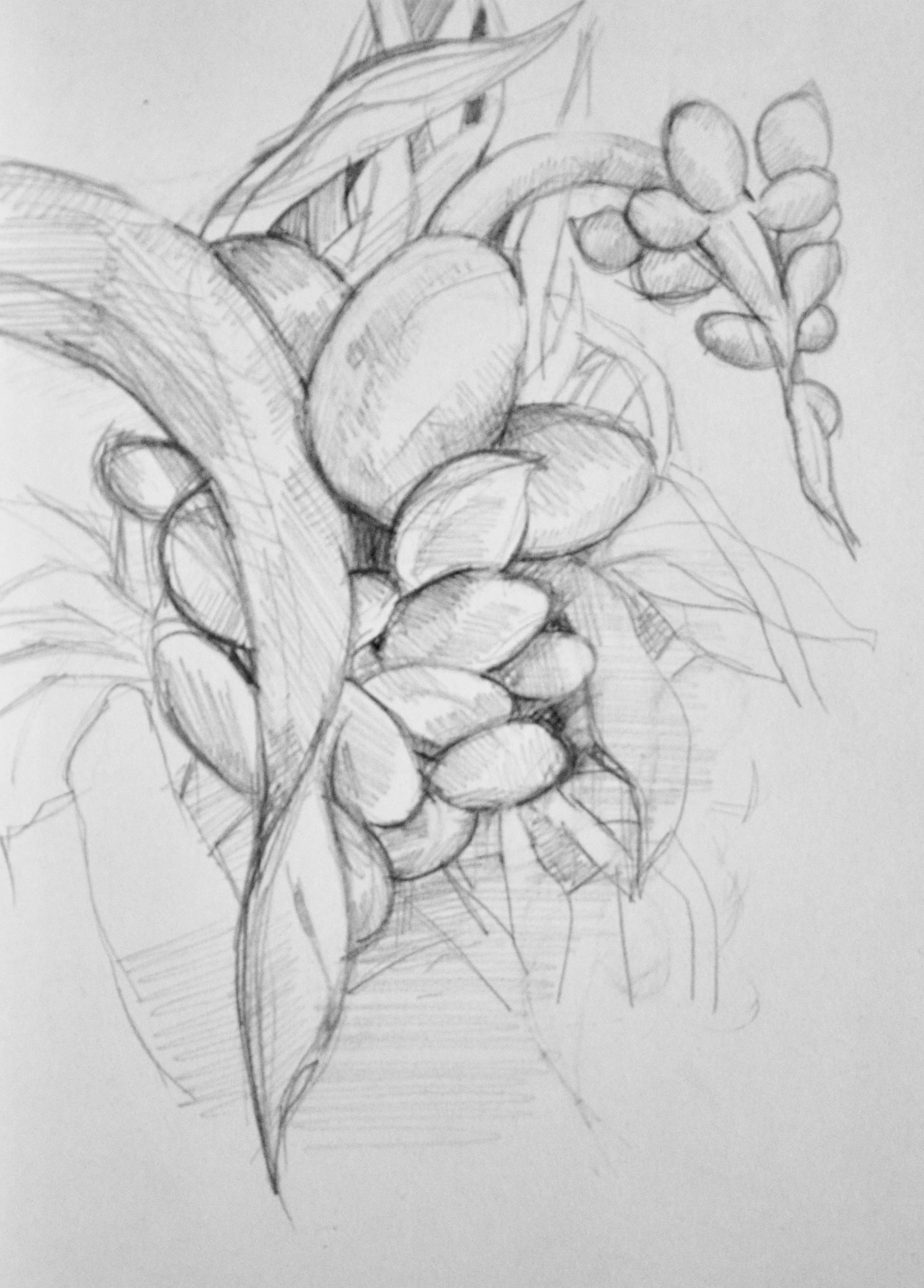 Cluster flowers, 2018 Graphite on paper