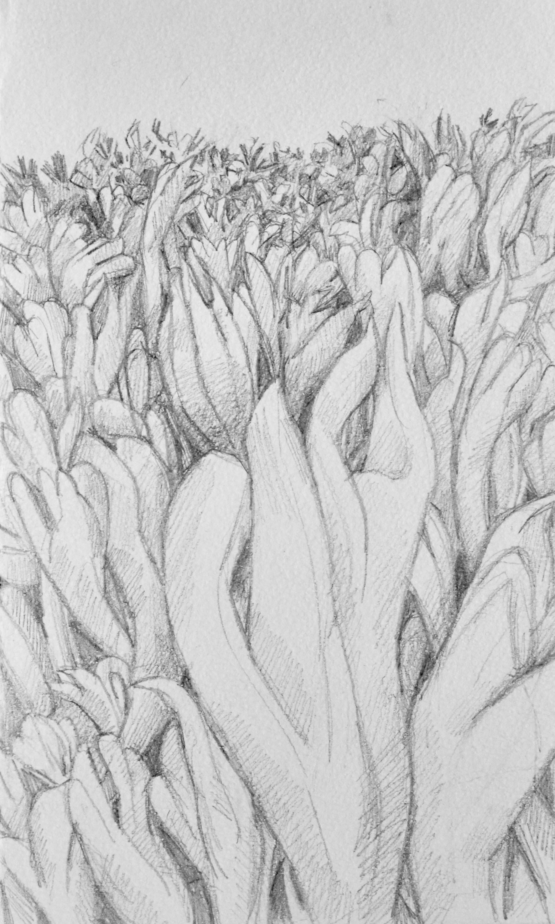 Curtain Forms II, 2018 Graphite on Paper