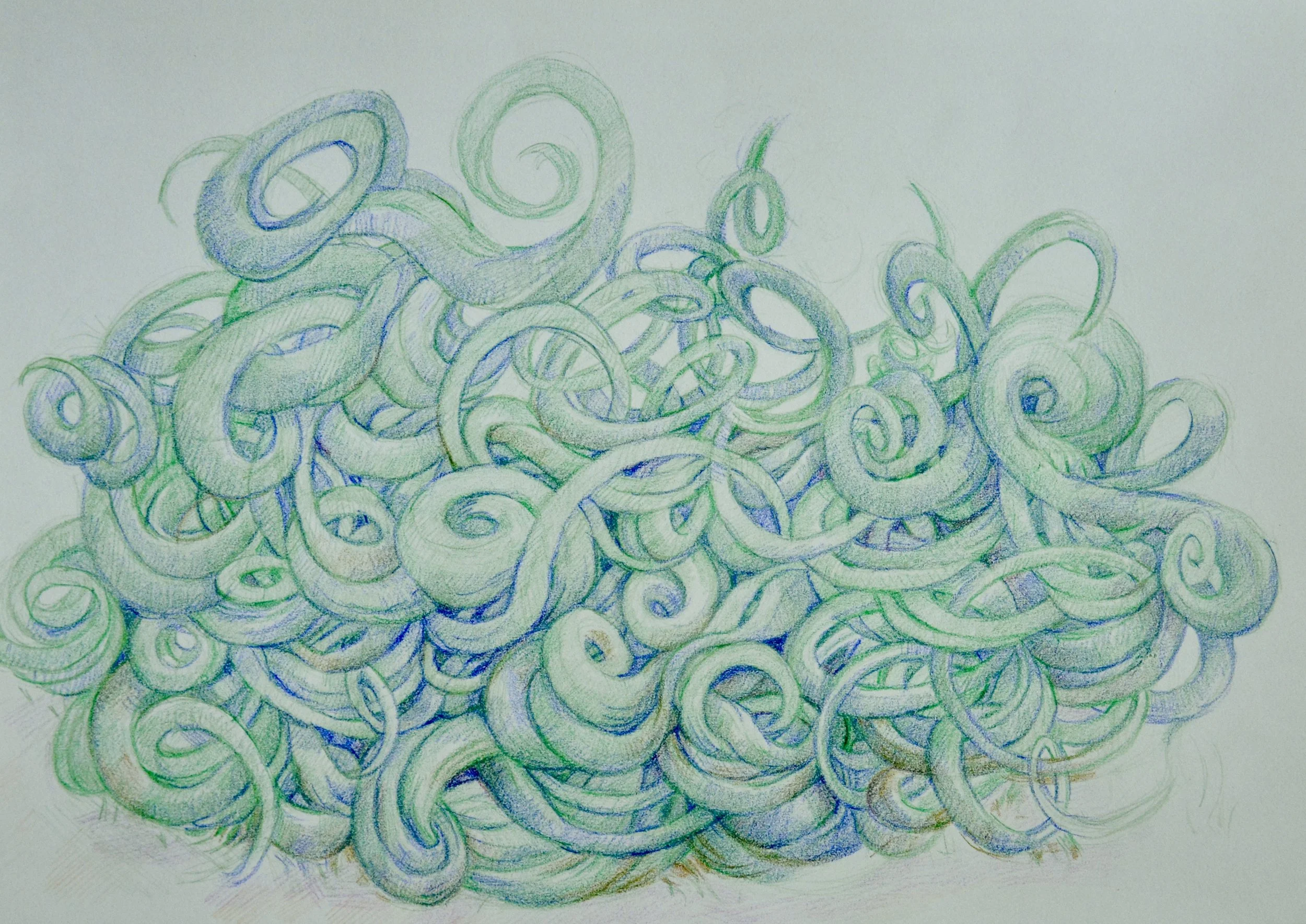 Tendril Study, 2018 Colored pencil on paper