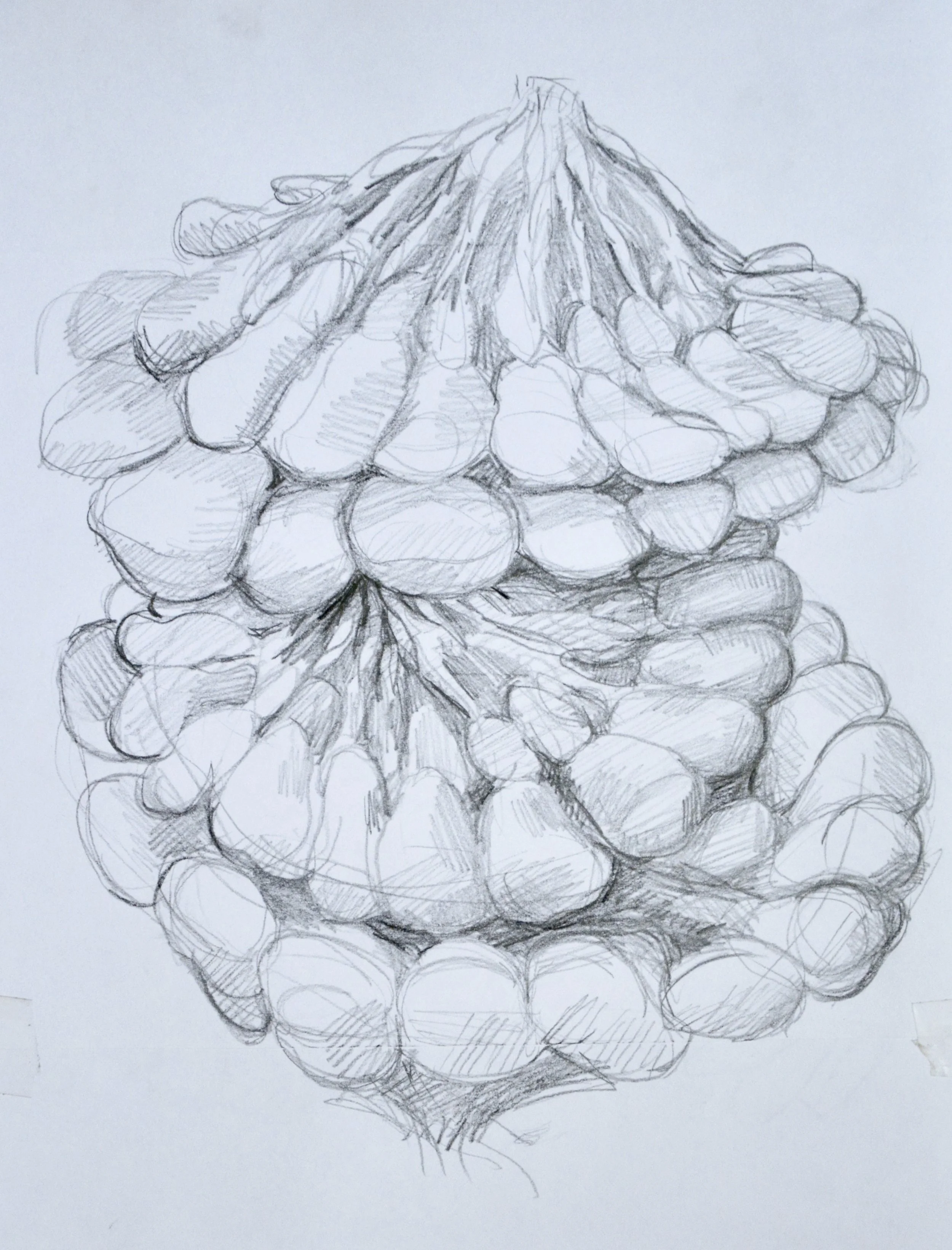 Broodles Study V, 2017 Graphite on Paper