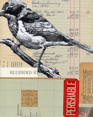 bluebird4.jpg