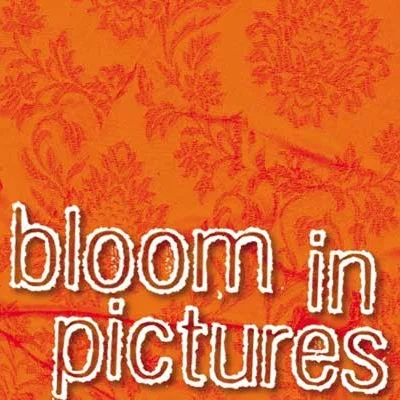 Bloom-front.jpg