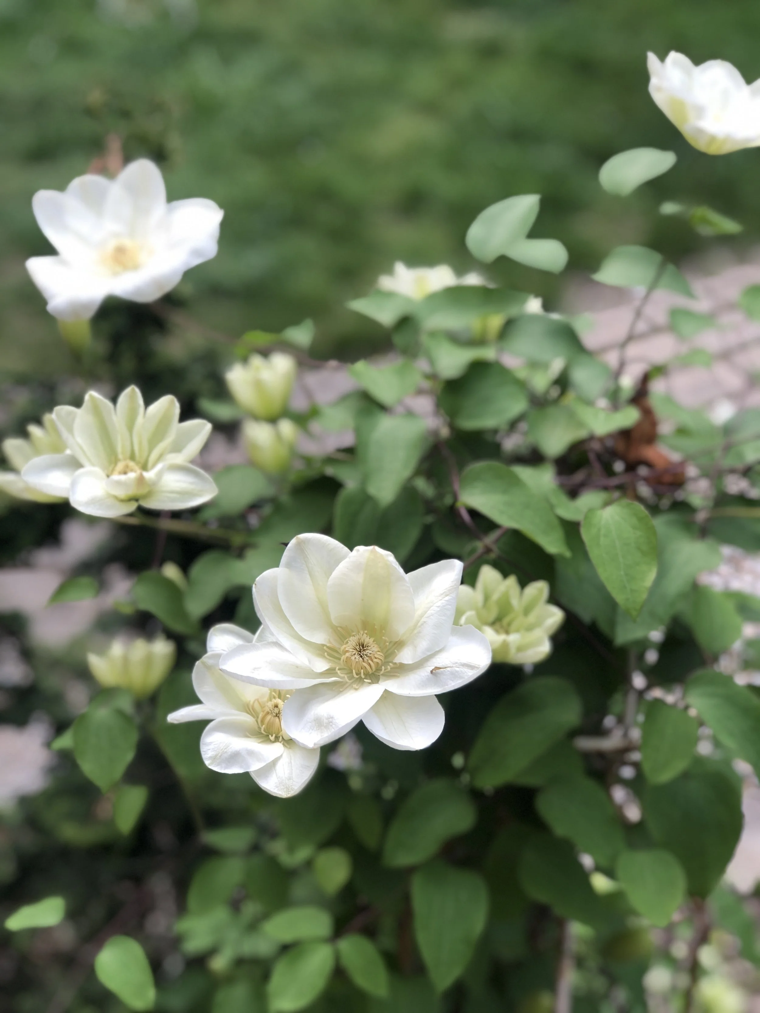 Last Day of Spring Dinner