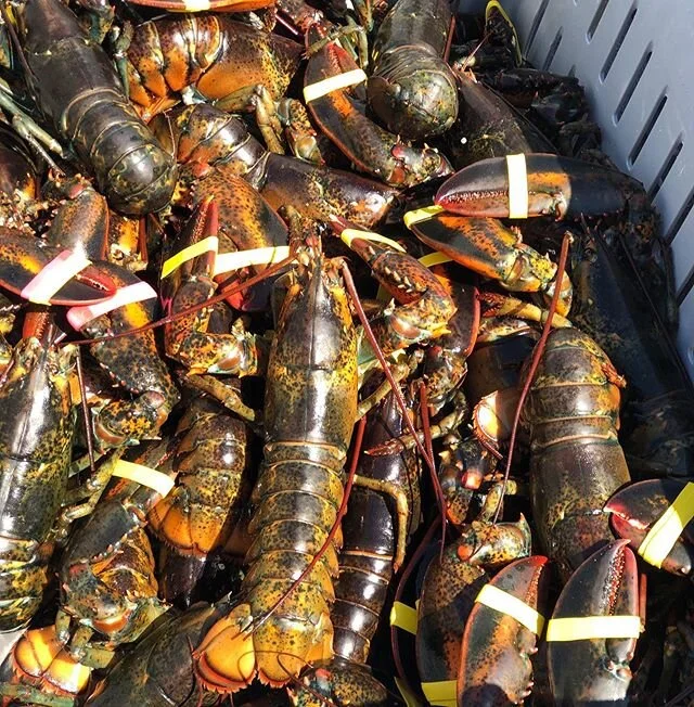 We took a much needed trip to the coast this week to pick up these guys for some tasty specials this week. 
NOW AVAILABLE 🦞Lobster BLT
STARTING TOMORROW 🦞Lobster Bisque by the quart with sliced bread *bisque is listed under the Father&rsquo;s Day F