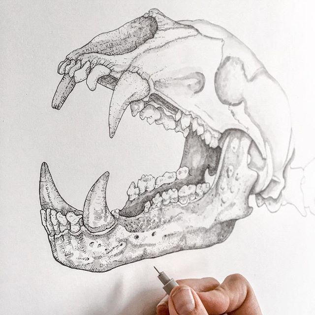 Ursus americanus: 
black bear skull
🐻 💀 
_____
It&rsquo;s been 4 months of teaching my college students the building blocks of drawing- starting from learning to draw and shade a simple circle, all the way to charting linear perspective of architec