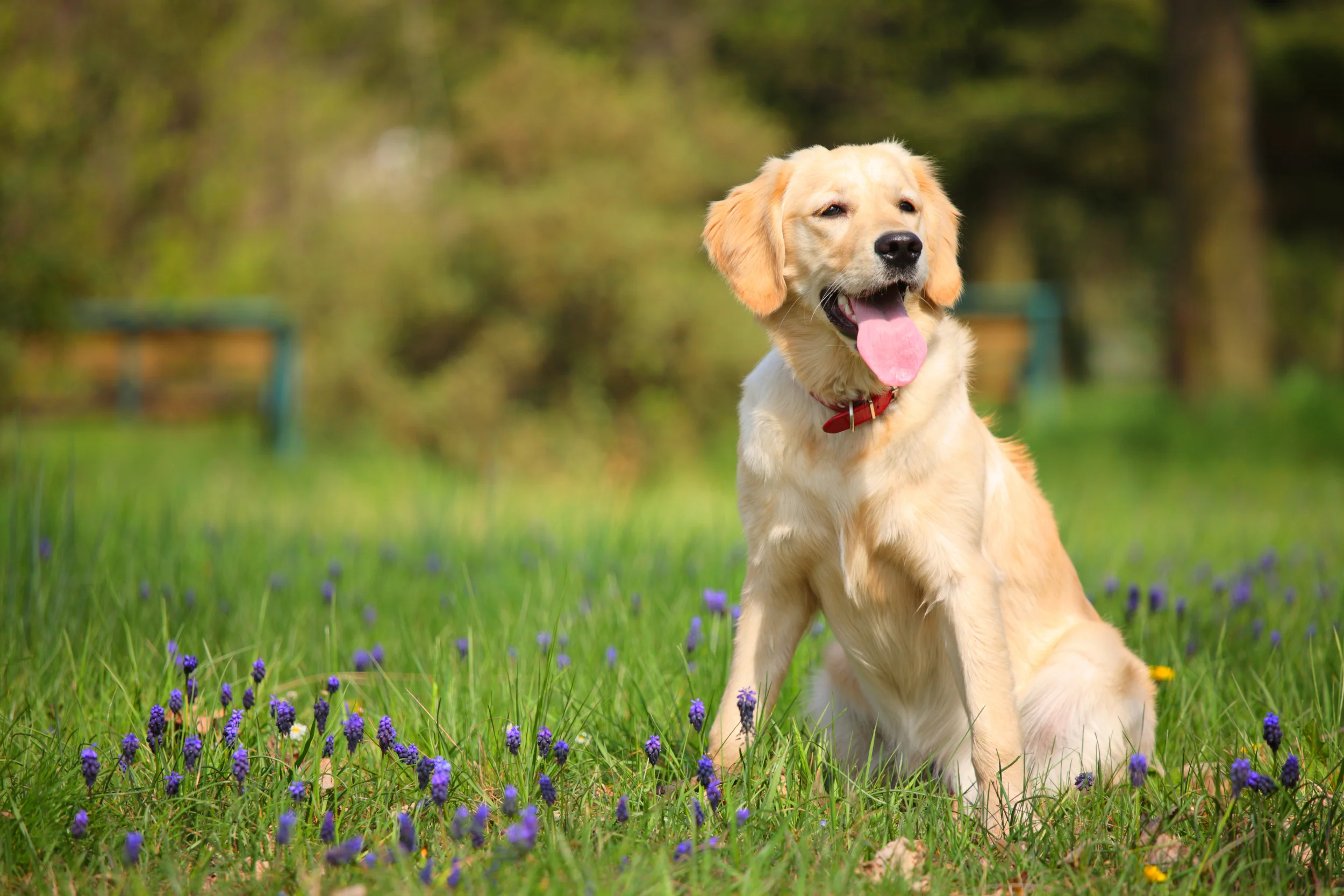 bigstock-Yellow-Labrador-Retriever-In-T-2909993.jpg
