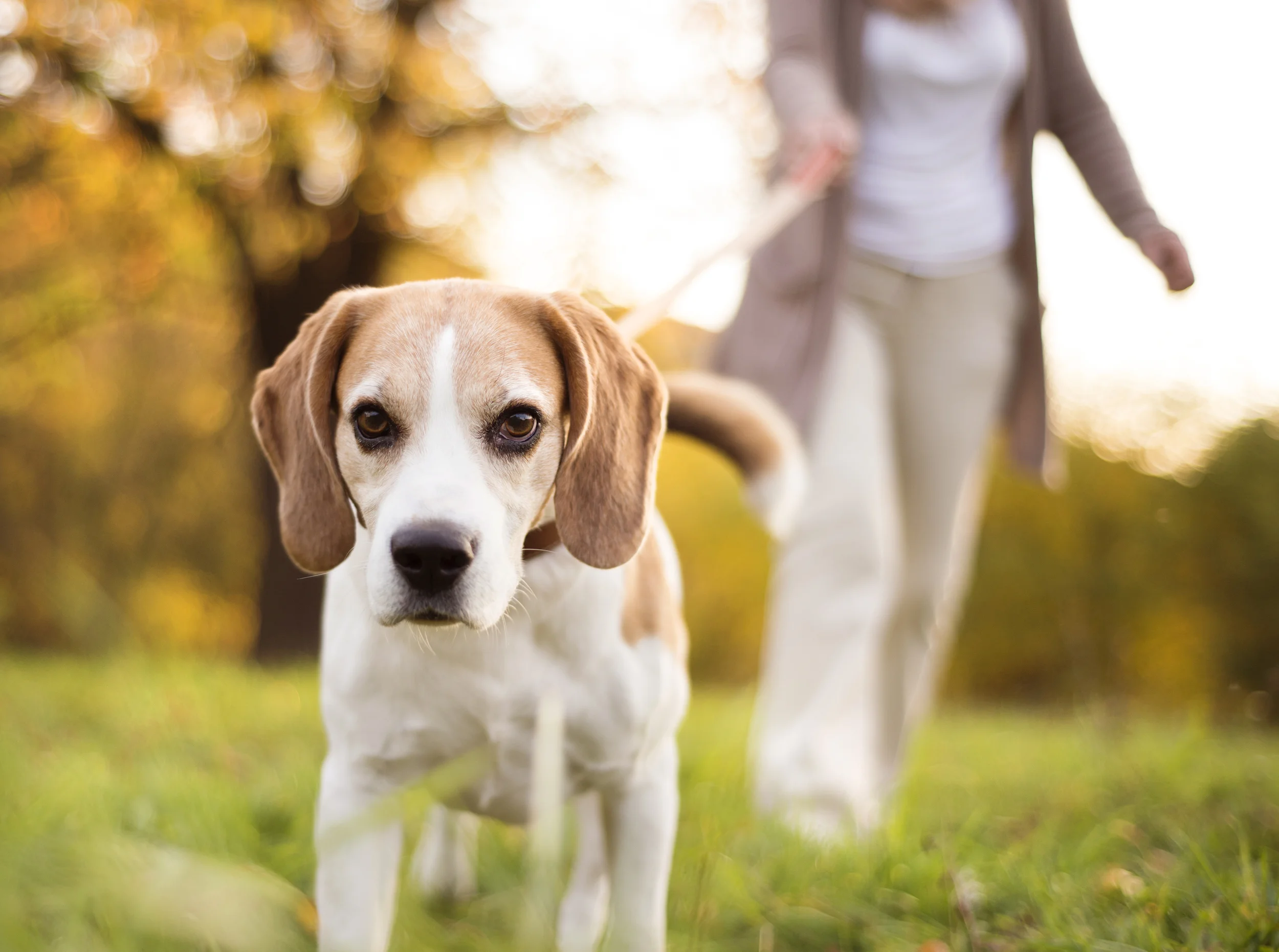 bigstock-Dog-walk-54578369.jpg