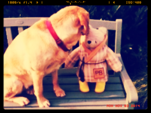Poppy the Dog is either very jealous of Paddington's beautiful dressing gown or there are marmalade sandwiches in his pockets