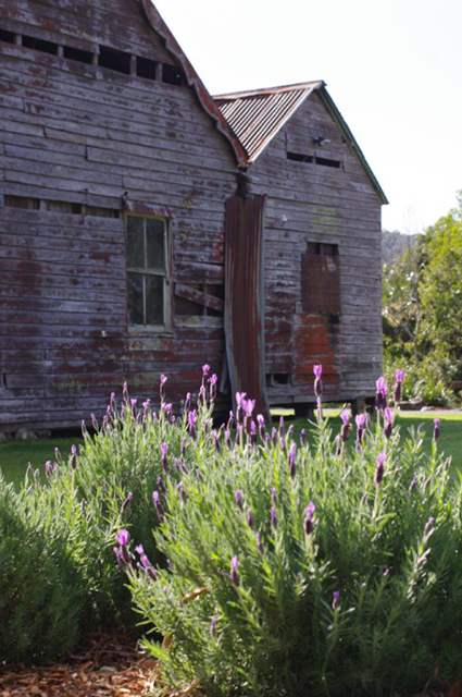 home_oldhousesouthernsidelavenderforeground.jpg