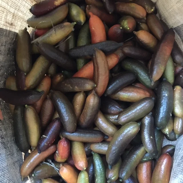 fingerlimes.JPG