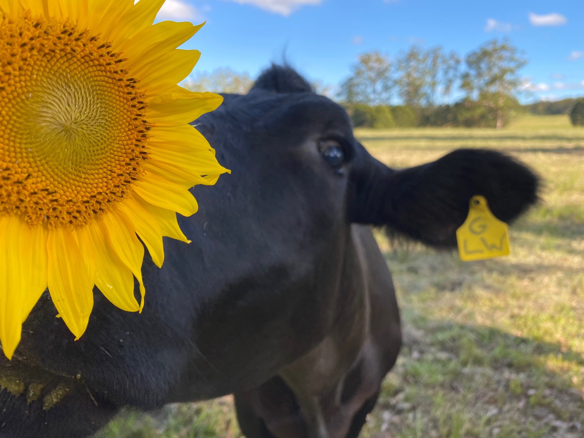 cowsunflower2022.jpg