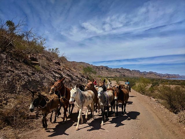 After an amazing four nights at Agua Verde it was time to travel on to other things. This pack of mules was my last reminder about how simple things are down in this valley. What a beautiful place to have found!
#muledrive #ranchlife #optoutside #nev