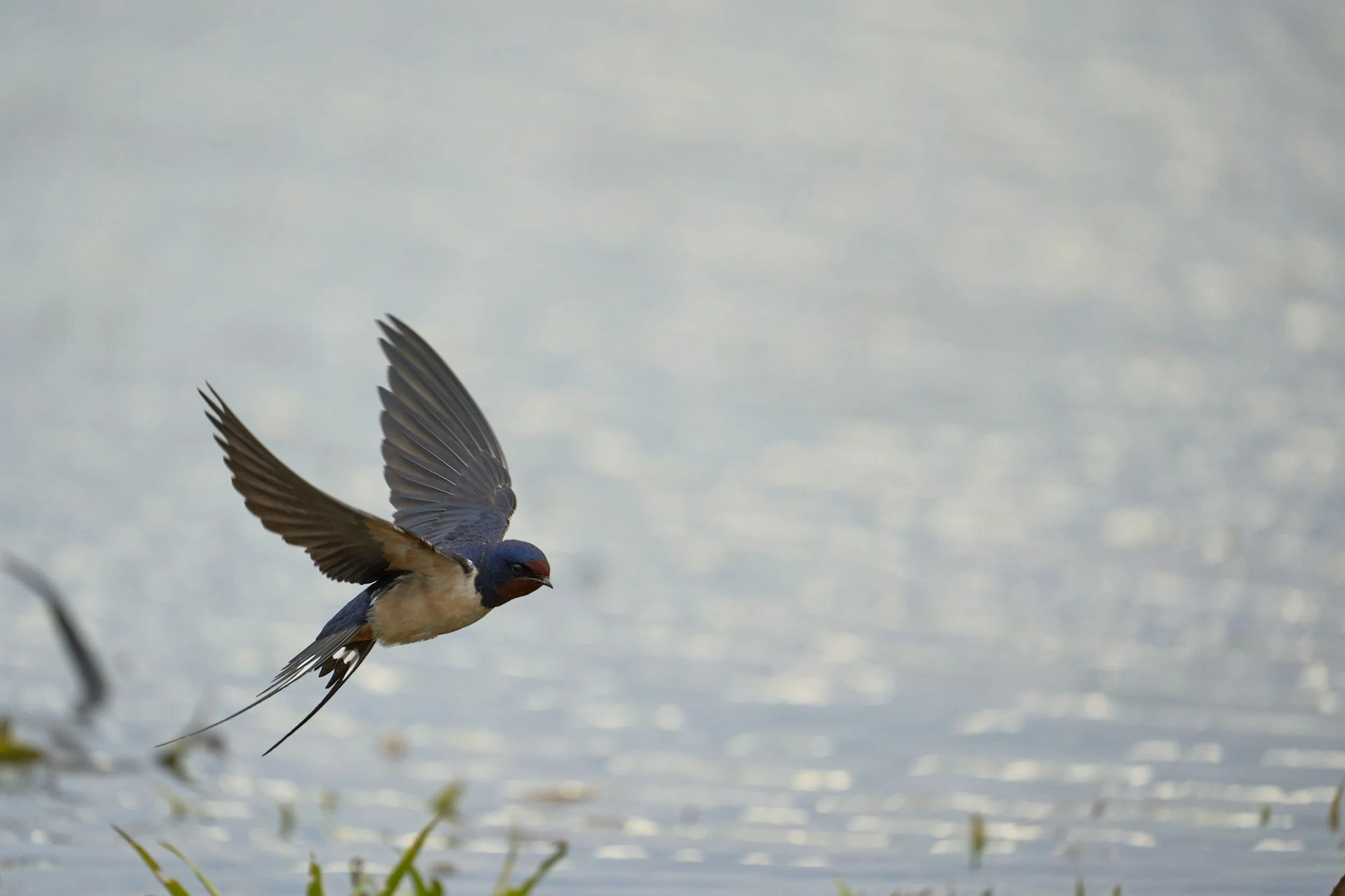 A barn swallow in flight over the water