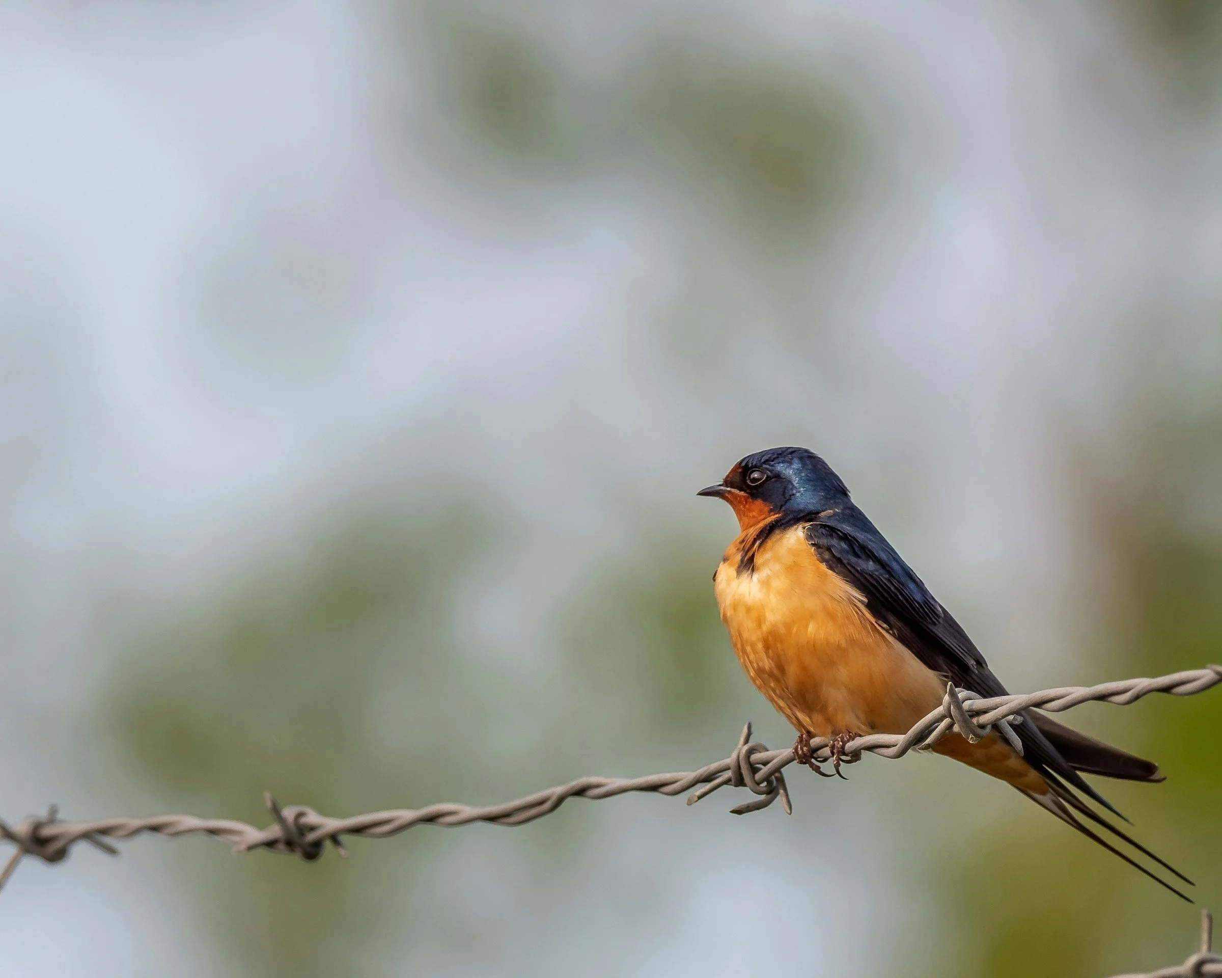 a barn swallow attentively perched on barbed wire