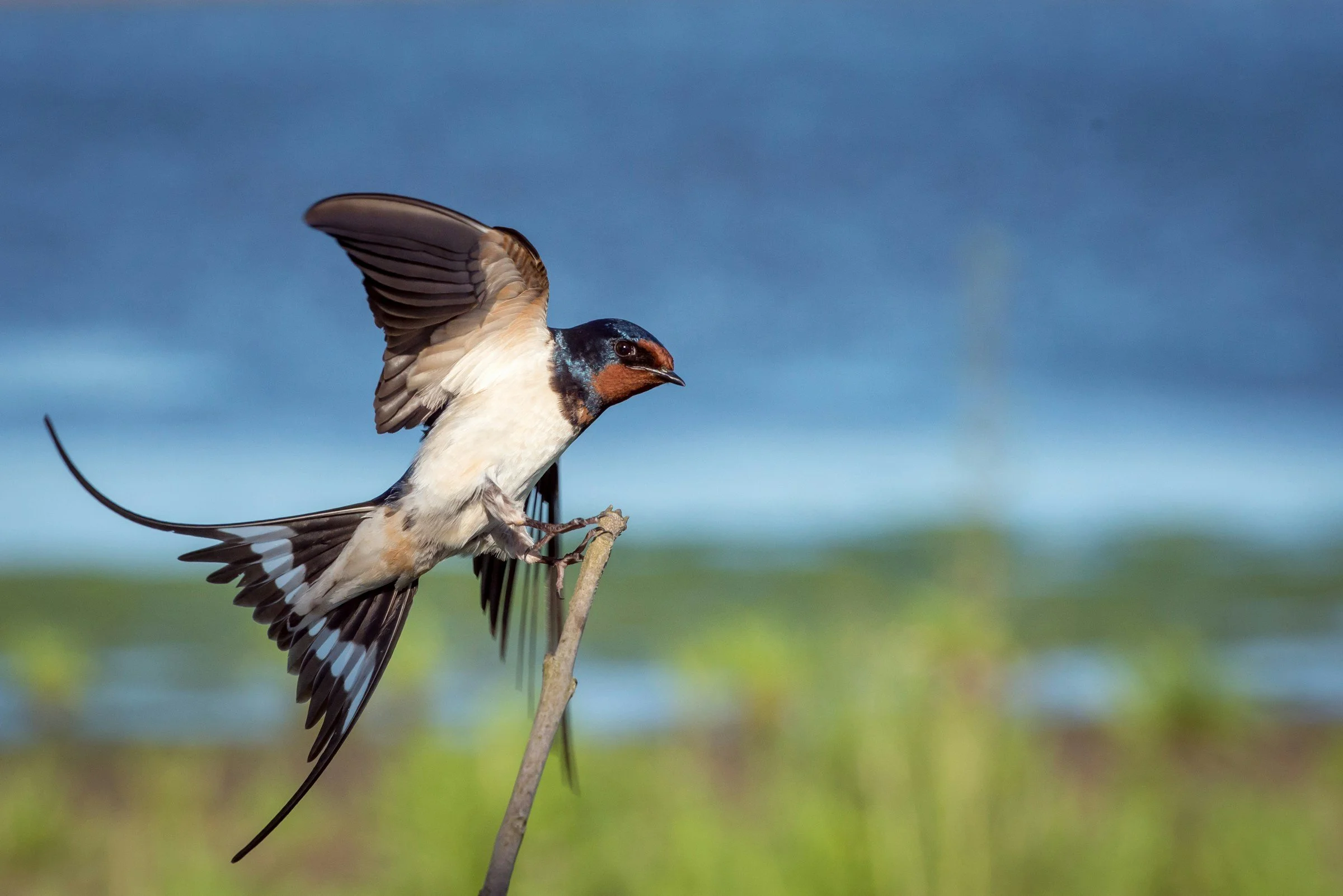 A barn swallow alighting on a branch