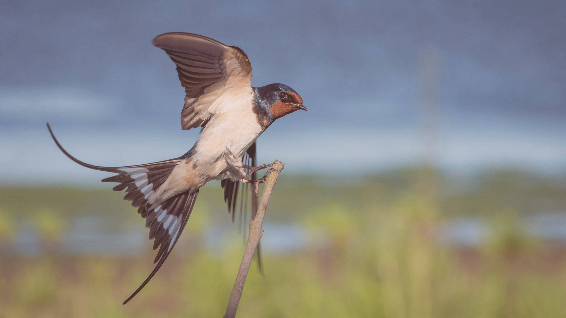 A barn swallow alighting on a branch