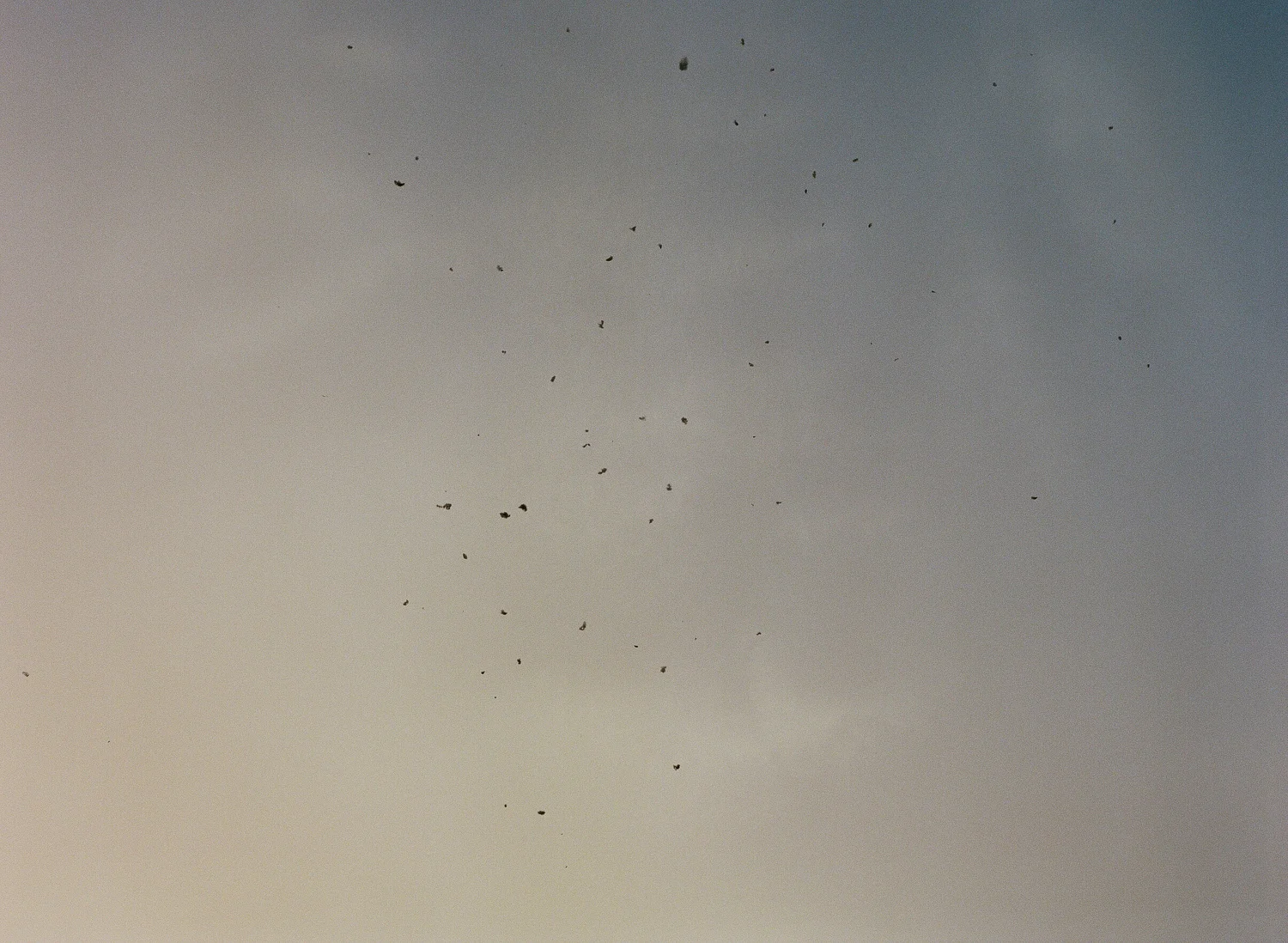 Dove-Hunt-07.jpg