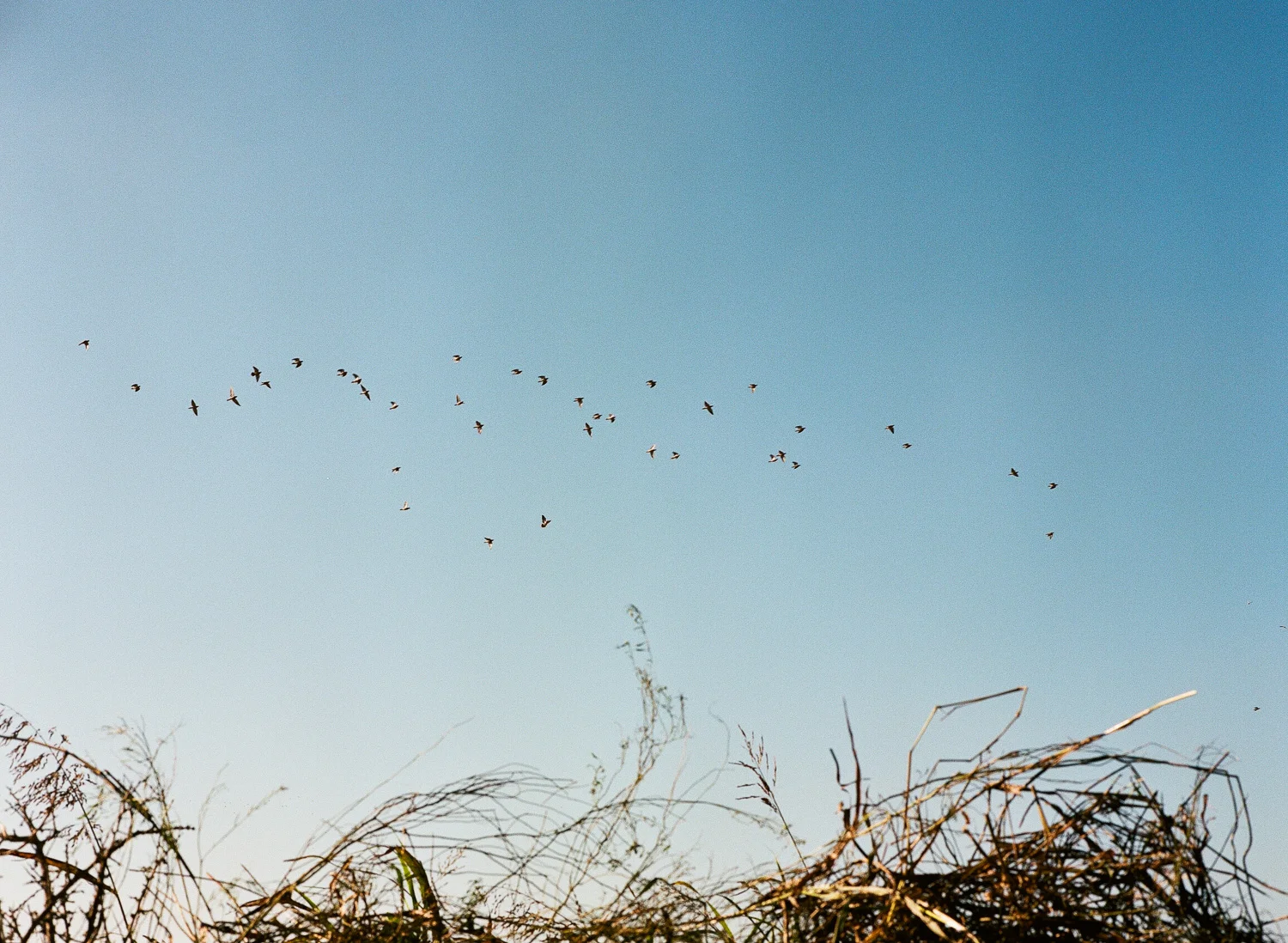 Dove-Hunt-12.jpg