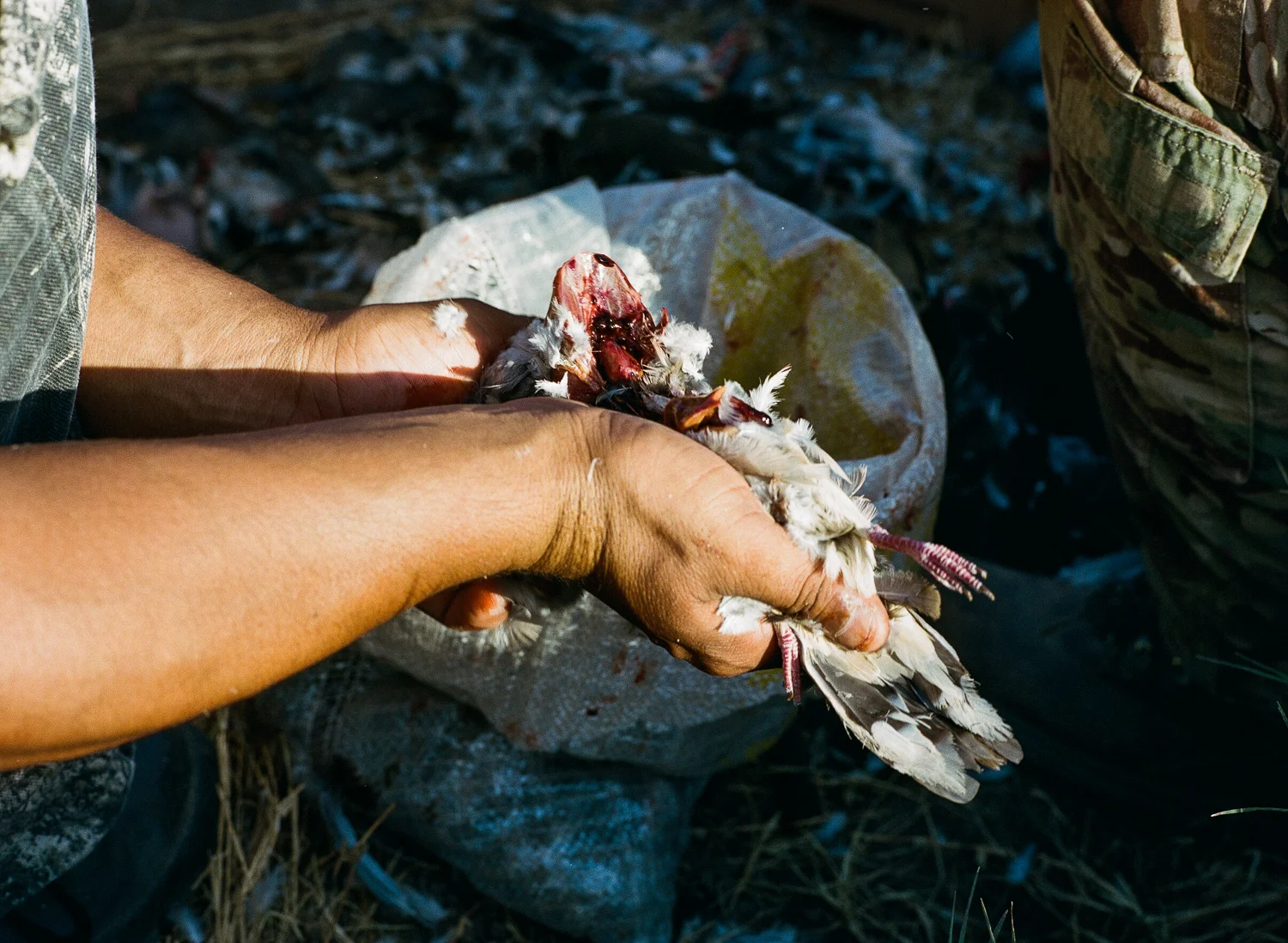 Dove-Hunt-23.jpg