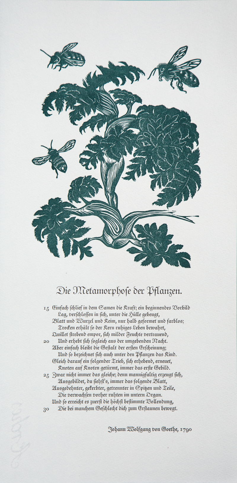 Goethe, Die Metamorphose der Pflanzen, 2015