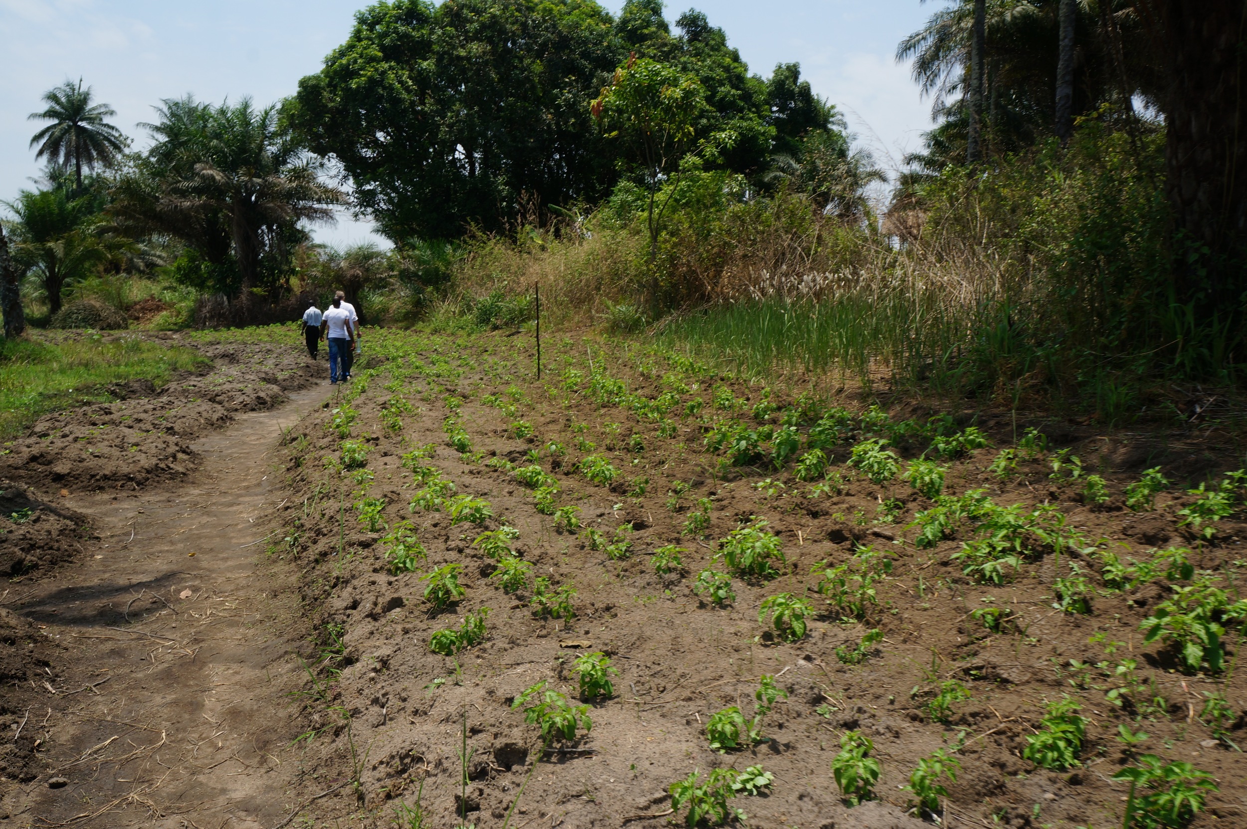 Agriculture projects