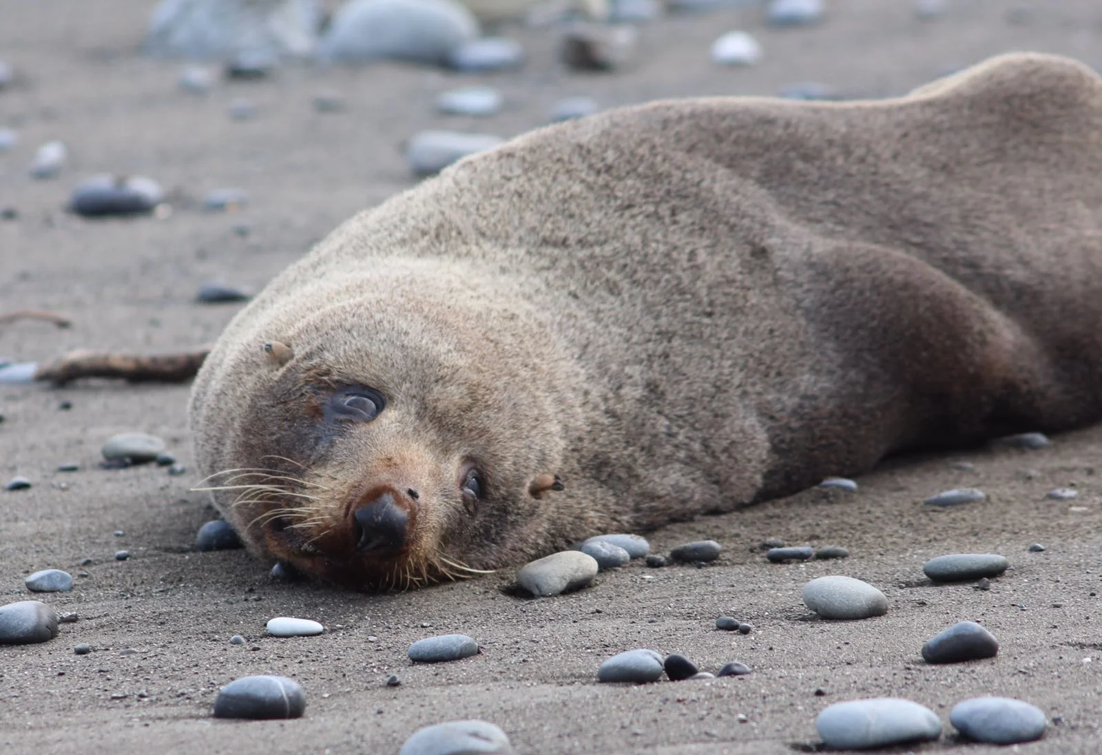 seal.jpg
