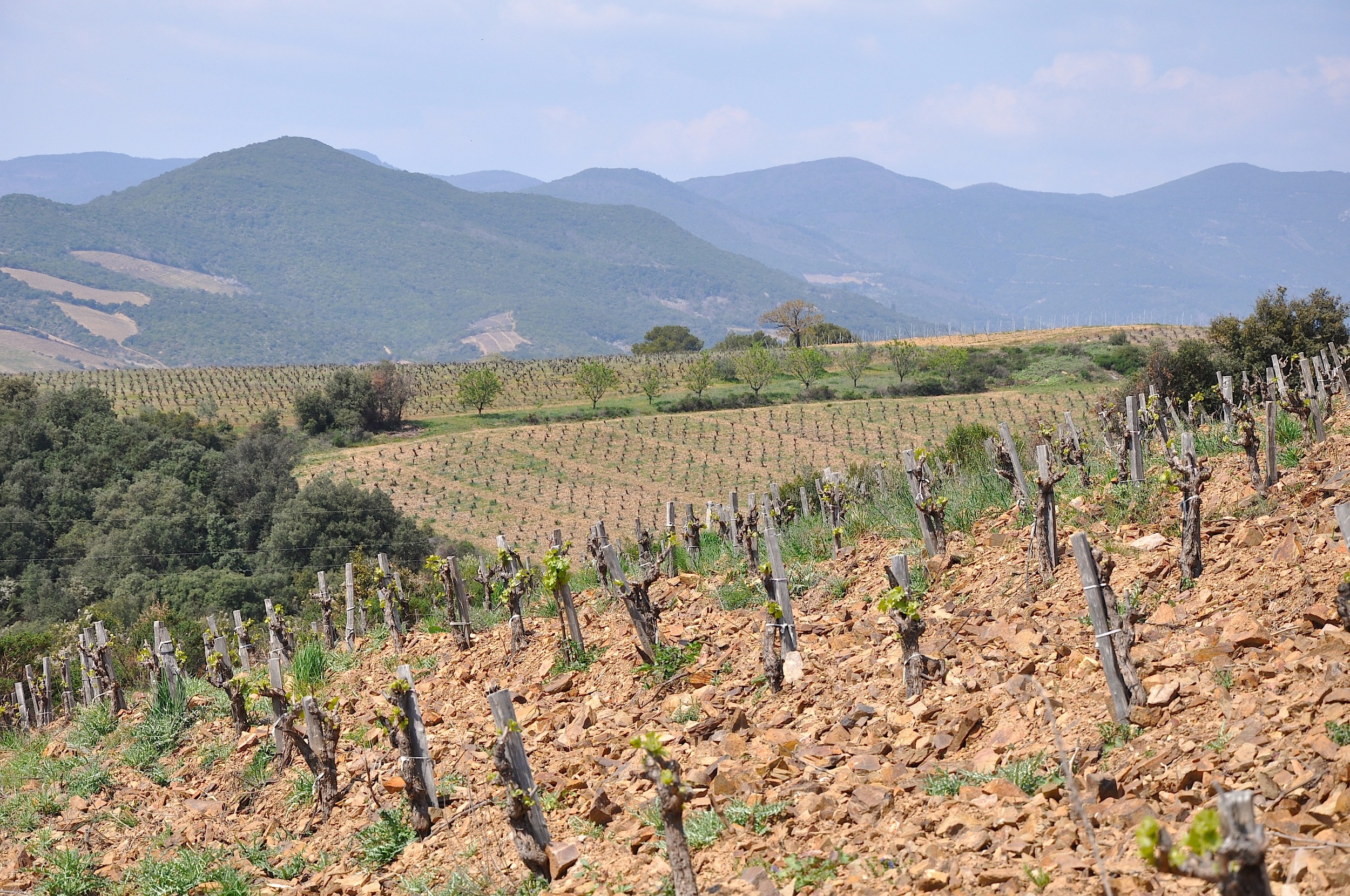Domaine Navarre - Saint- Chinia n