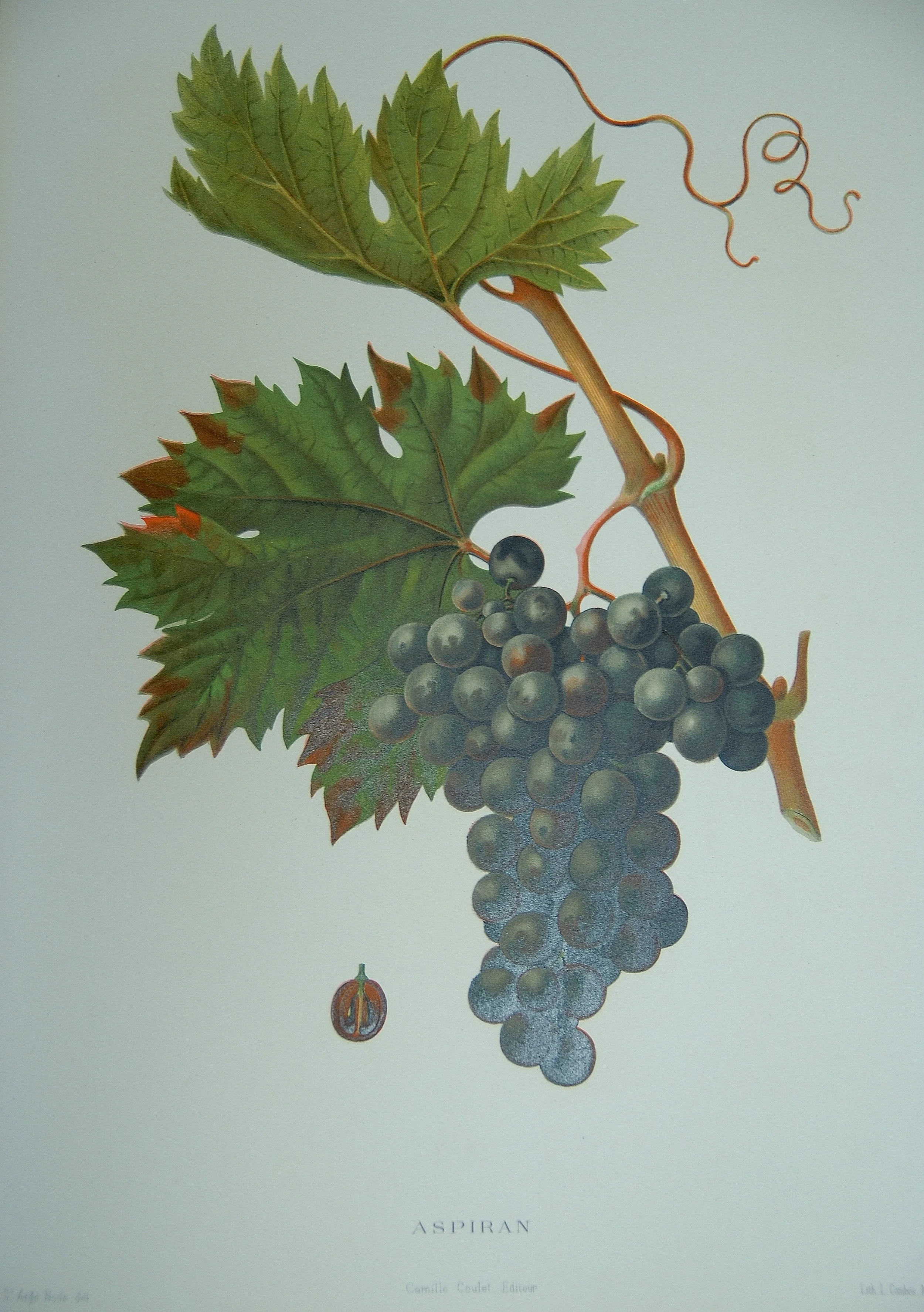 Ribeyrenc, d’où tu viens ?