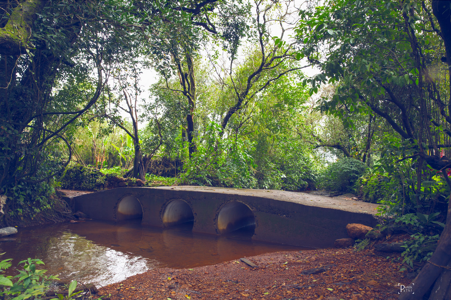 The bridge in the forest