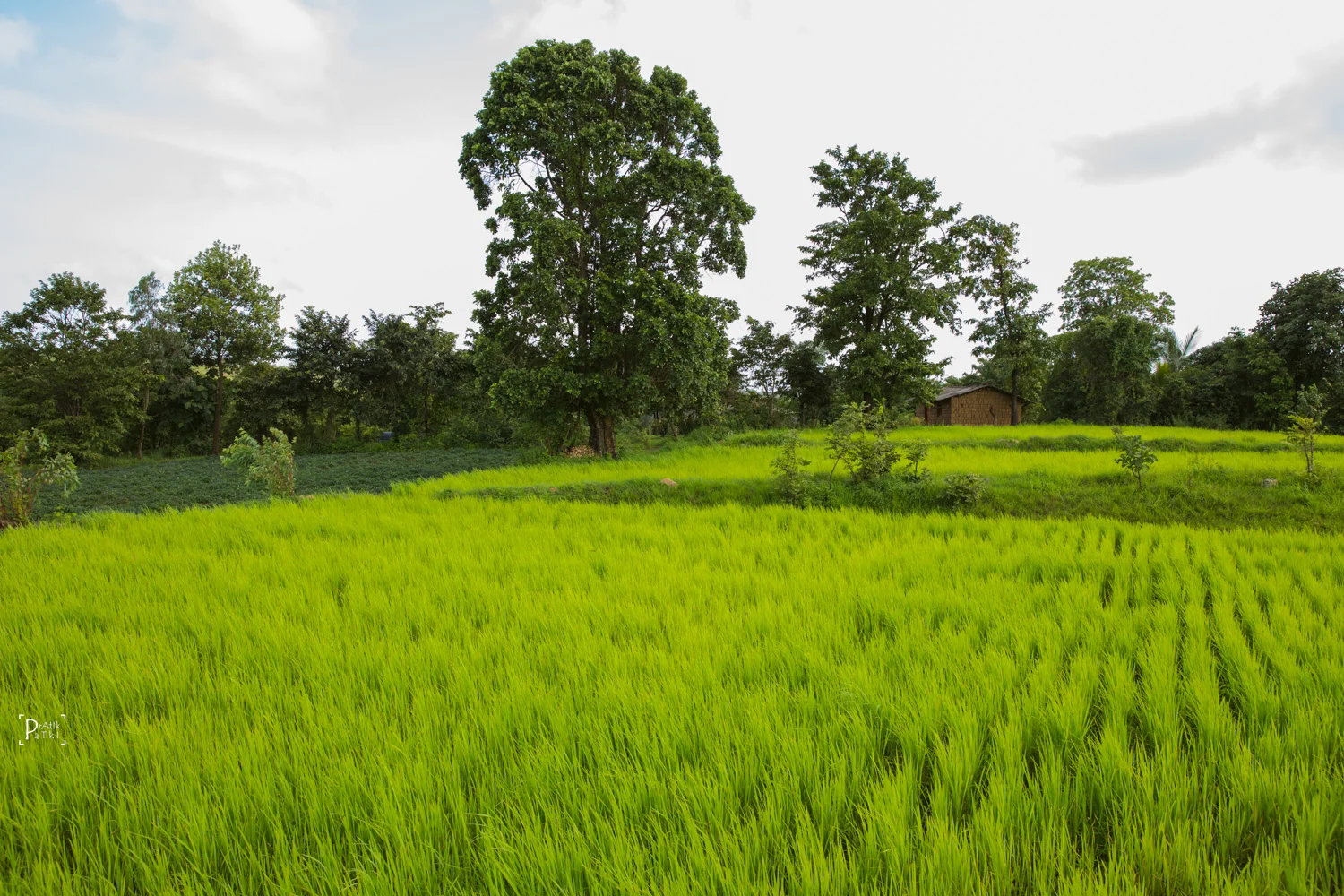A cottage in the fields