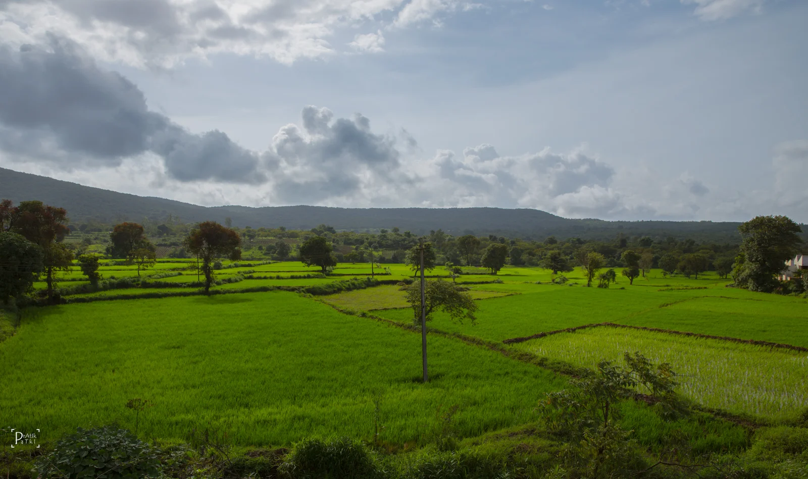 Shades of Green