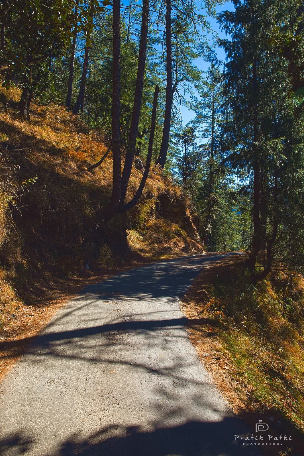 Walk in the woods