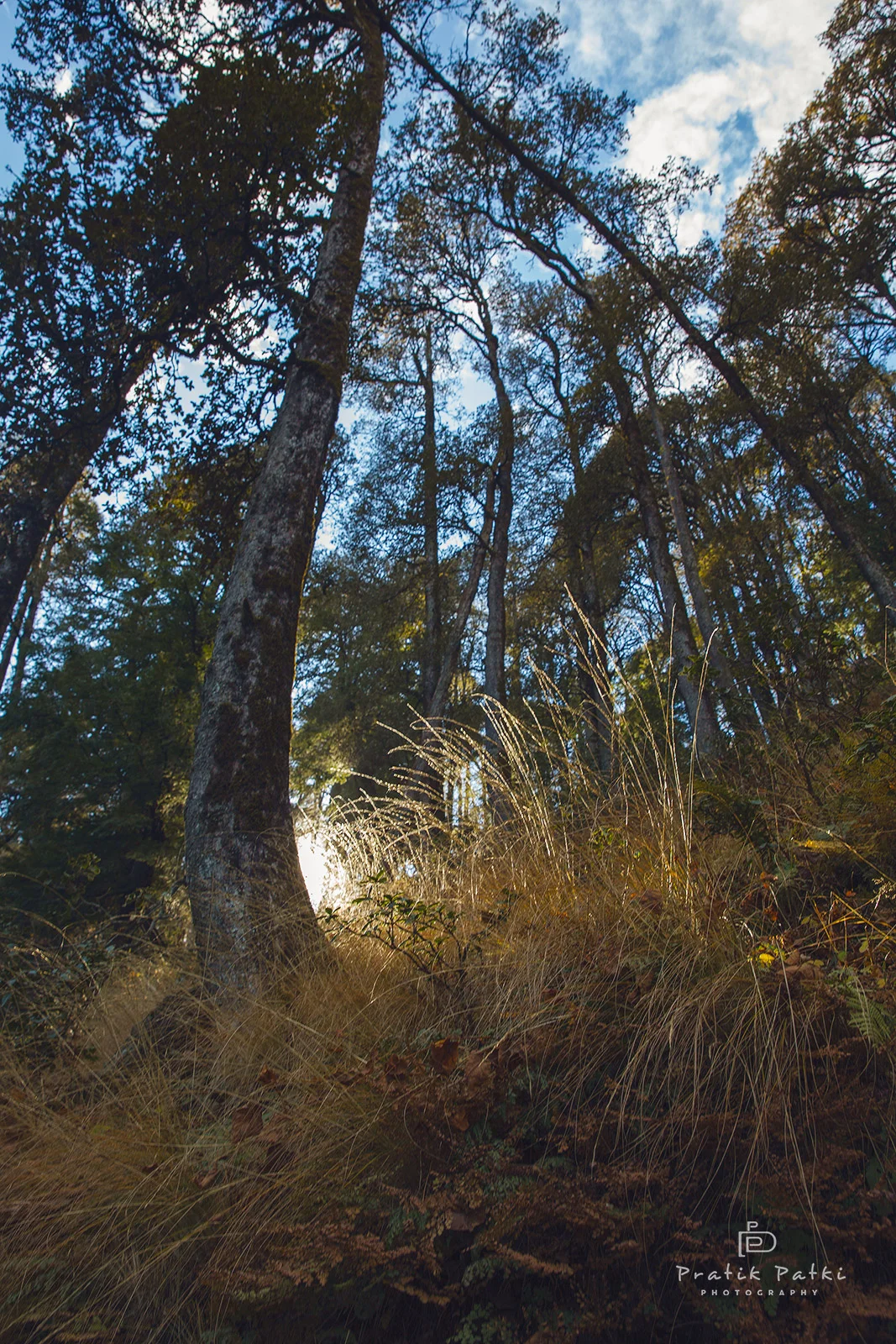 Spotlight