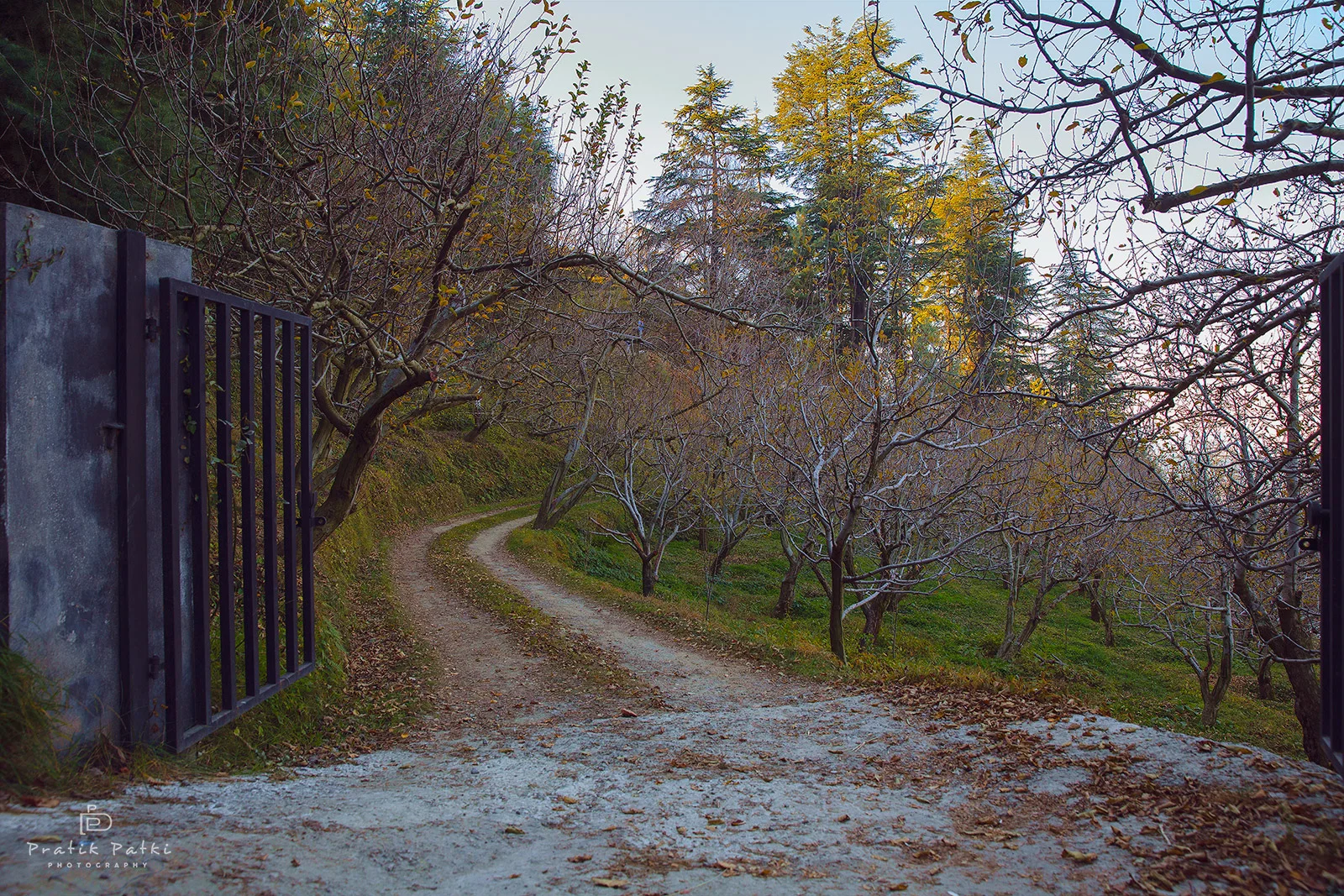 Apple Valley - Kotgarh