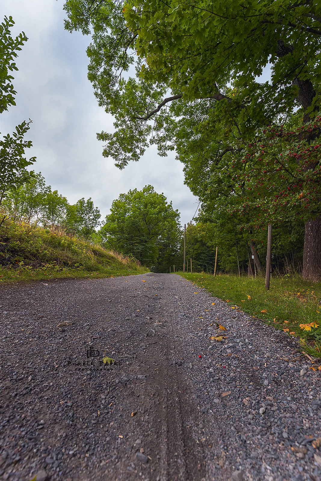 Walking in the Woods
