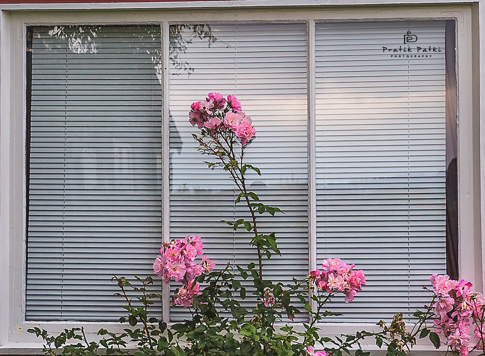 Framed by a Window