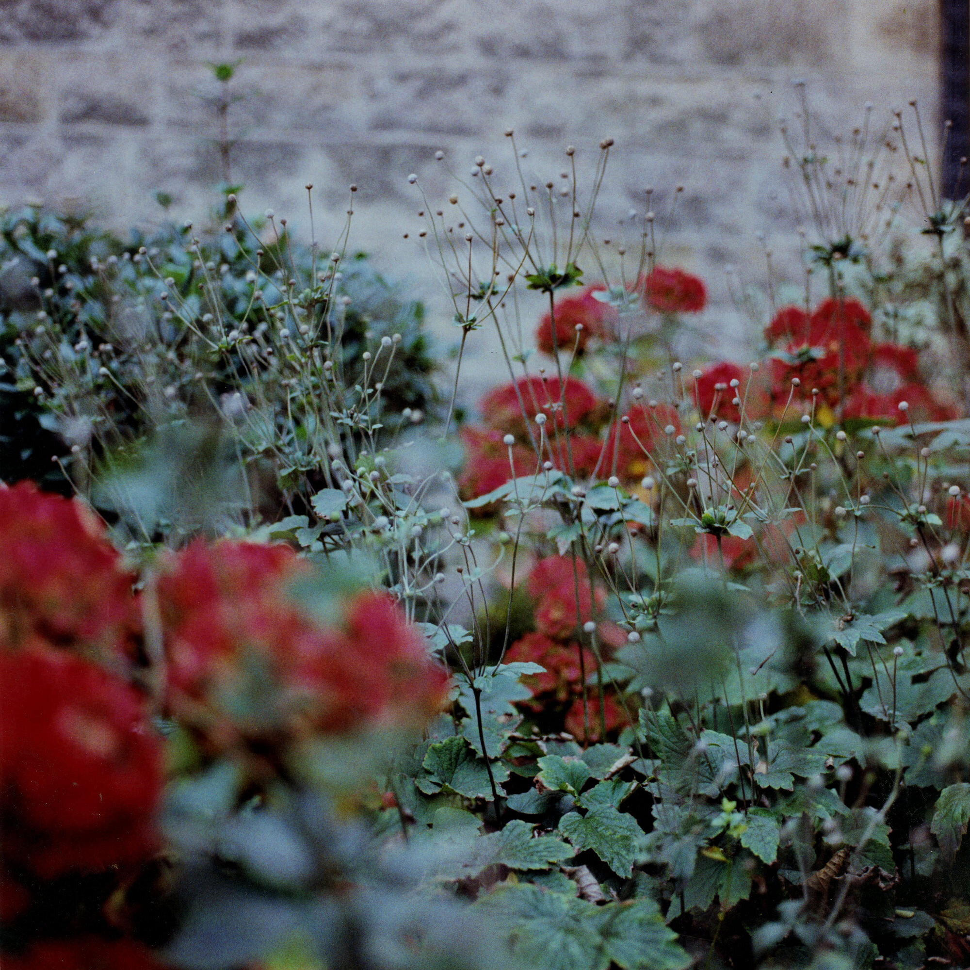 mediumformat10.jpg