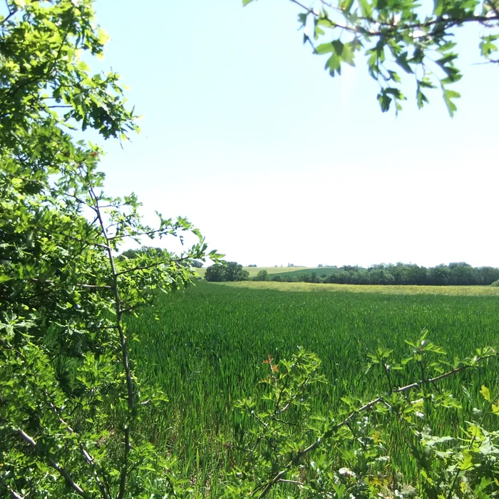 field3.jpg